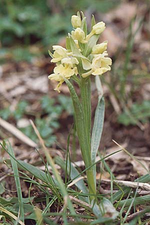 Dactylorhiza markusii \ Sizilianische Fingerwurz, Sizilianisches Knabenkraut / Sicilian Orchid, Sizilien/Sicily,  Ficuzza 30.3.1998 