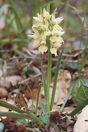 Dactylorhiza markusii \ Sizilianische Fingerwurz, Sizilianisches Knabenkraut / Sicilian Orchid, Sizilien/Sicily,  Ficuzza 30.3.1998 