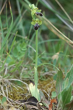 Ophrys mirabilis \ Wunderbare Ragwurz / Wonderful Bee Orchid, Sizilien/Sicily,  Prov. Caltanissetta 28.4.1998 