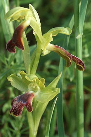 Ophrys mirabilis \ Wunderbare Ragwurz / Wonderful Bee Orchid, Sizilien/Sicily,  Prov. Ragusa 30.4.1998 