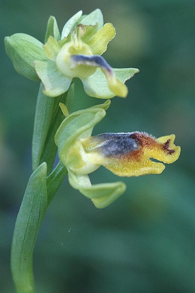 Ophrys numida \ Numidische Ragwurz / Numidian Bee Orchid (oder/or sicula ?), Sizilien/Sicily,  Niscemi 2.4.1998 