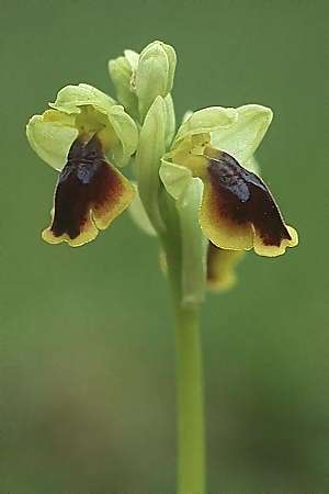 Ophrys numida \ Numidische Ragwurz / Numidian Bee Orchid (oder/or lepida ?), Sizilien/Sicily,  Ficuzza 18.4.1992 (Photo: Helmut Presser)