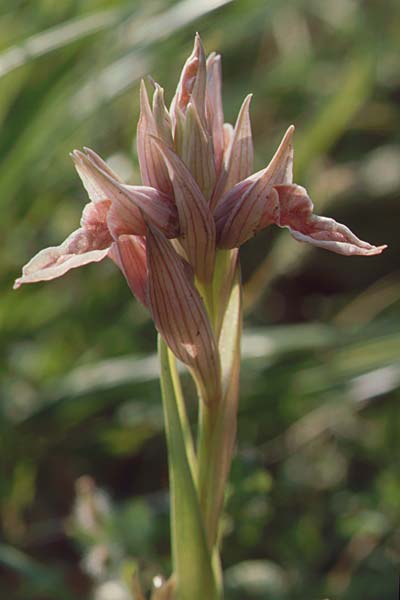 Serapias nurrica \ Nurra-Zungenständel / La Nurra Serapias, Sizilien/Sicily,  Salice 26.4.1998 