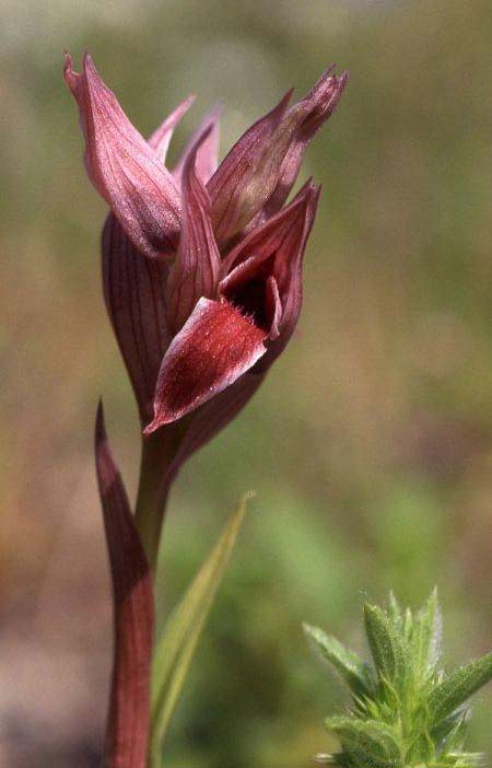 Serapias nurrica \ Nurra-Zungenständel / La Nurra Serapias, Sizilien/Sicily,  Salice 10.4.1996 (Photo: Helmut Presser)