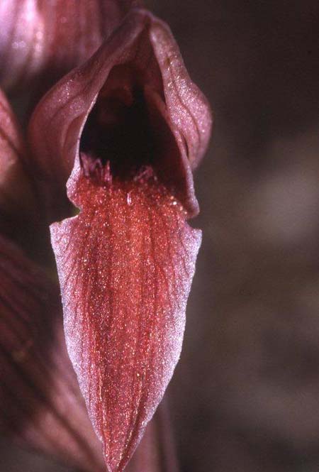 Serapias nurrica \ Nurra-Zungenständel / La Nurra Serapias, Sizilien/Sicily,  Salice 10.4.1996 (Photo: Helmut Presser)