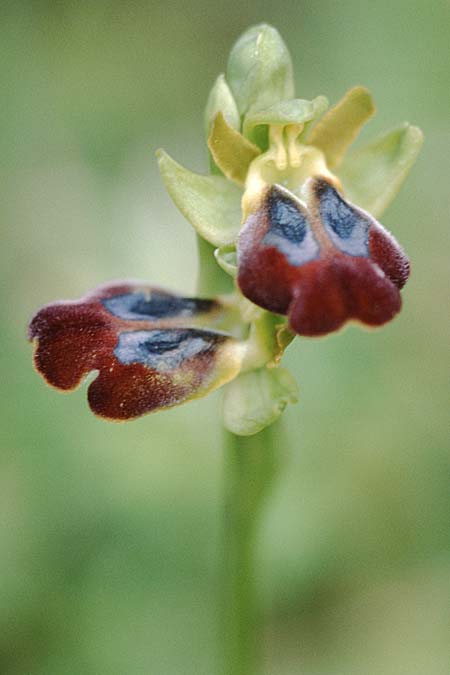 Ophrys obaesa \ Bleifarbene Ragwurz / Led-Colored Bee Orchid, Sizilien/Sicily,  Prov. Ragusa 31.3.1998 