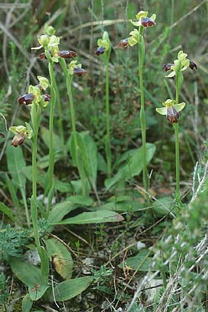 Ophrys obaesa \ Bleifarbene Ragwurz / Led-Colored Bee Orchid, Sizilien/Sicily,  Mineo 1.4.1998 