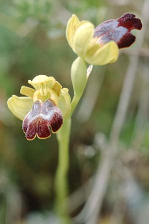 Ophrys obaesa \ Bleifarbene Ragwurz, Sizilien,  Mineo 1.4.1998 