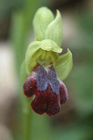 Ophrys obaesa \ Bleifarbene Ragwurz / Led-Colored Bee Orchid, Sizilien/Sicily,  S.Stefano Quisquina 13.4.1999 