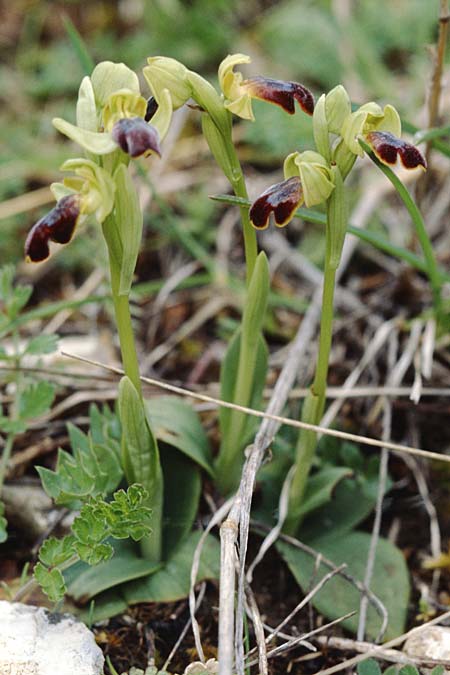 Ophrys obaesa \ Bleifarbene Ragwurz, Sizilien,  S.Stefano Quisquina 13.4.1999 