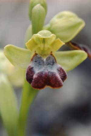 Ophrys obaesa \ Bleifarbene Ragwurz / Led-Colored Bee Orchid, Sizilien/Sicily,  S.Stefano Quisquina 13.4.1999 