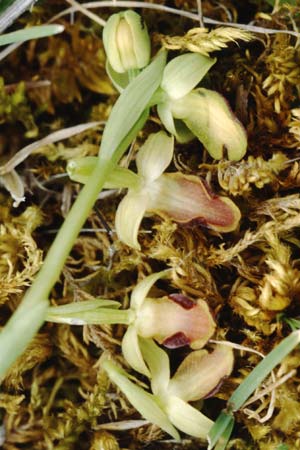 Ophrys obaesa \ Bleifarbene Ragwurz / Led-Colored Bee Orchid (Unterseite der Lippen / bottom side of lips), Sizilien/Sicily,  S.Stefano Quisquina 13.4.1999 