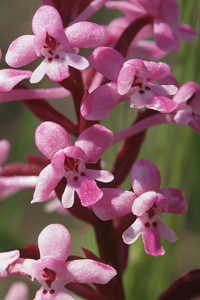 Orchis brancifortii \ Brancifortis Knabenkraut, Sizilien,  Monte Venere 26.4.1998 