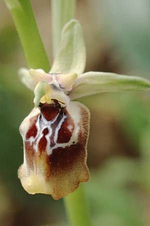 Ophrys oxyrrhynchos \ Schnabel-Ragwurz / Beak Bee Orchid, Sizilien/Sicily,  Niscemi 31.3.1998 