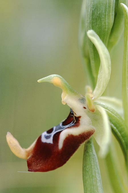 Ophrys oxyrrhynchos \ Schnabel-Ragwurz / Beak Bee Orchid, Sizilien/Sicily,  Passo delle Pantanelle 31.3.1998 