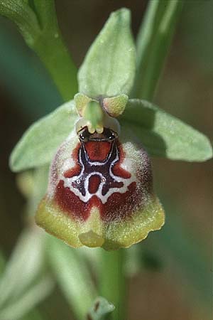 Ophrys oxyrrhynchos \ Schnabel-Ragwurz / Beak Bee Orchid, Sizilien/Sicily,  Niscemi 3.4.1998 