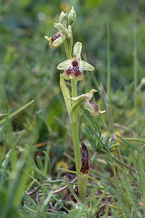 Ophrys oxyrrhynchos \ Schnabel-Ragwurz / Beak Bee Orchid, Sizilien/Sicily,  Ferla 27.4.1998 
