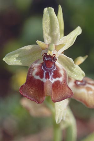 Ophrys oxyrrhynchos \ Schnabel-Ragwurz / Beak Bee Orchid, Sizilien/Sicily,  Ferla 27.4.1998 
