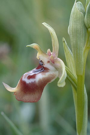 Ophrys oxyrrhynchos \ Schnabel-Ragwurz / Beak Bee Orchid, Sizilien/Sicily,  Caronia Capizzi 1.5.1998 