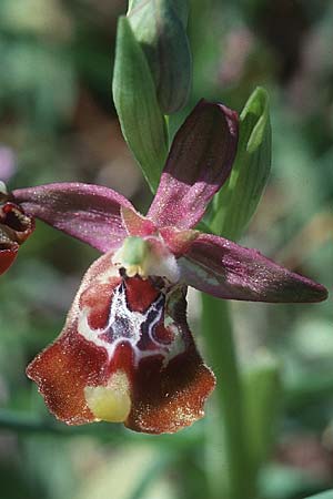 Ophrys oxyrrhynchos \ Schnabel-Ragwurz / Beak Bee Orchid, Sizilien/Sicily,  Noto 14.4.1999 