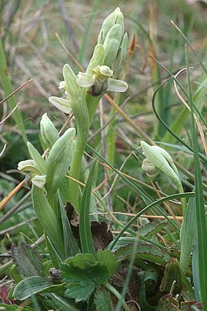 Ophrys pallida / Pale Ophrys, Sicily,  Godrano 30.3.1998 