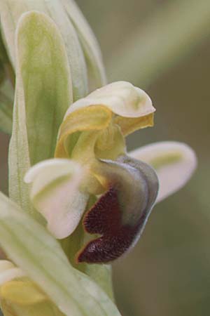 Ophrys pallida / Pale Ophrys, Sicily,  Godrano 30.3.1998 
