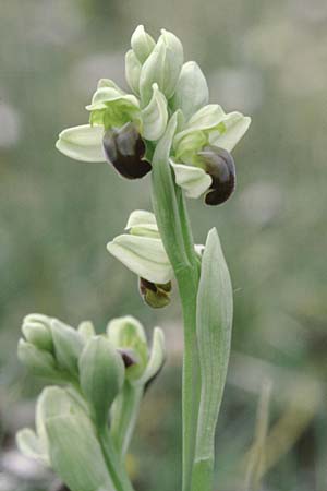 Ophrys pallida / Pale Ophrys, Sicily,  Godrano 30.3.1998 