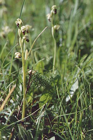 Ophrys pallida \ Bleiche Ragwurz, Sizilien,  Ficuzza 29.4.1998 
