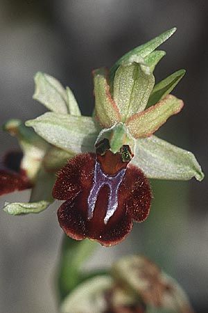 Ophrys panormitana subsp. panormitana \ Palermo-Ragwurz / Palermo Spider Orchid, Sizilien/Sicily,  Monte Grosso 4.4.1998 