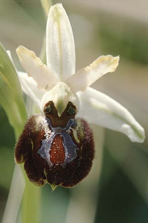 Ophrys panormitana subsp. panormitana \ Palermo-Ragwurz / Palermo Spider Orchid, Sizilien/Sicily,  Isnello 6.4.1998 