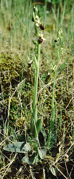 Ophrys panormitana subsp. panormitana \ Palermo-Ragwurz / Palermo Spider Orchid, Sizilien/Sicily,  Monte Grosso 11.4.1999 