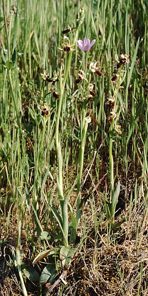 Ophrys panormitana subsp. panormitana \ Palermo-Ragwurz / Palermo Spider Orchid, Sizilien/Sicily,  Monte Grosso 11.4.1999 