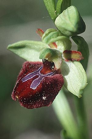 Ophrys panormitana subsp. panormitana \ Palermo-Ragwurz / Palermo Spider Orchid, Sizilien/Sicily,  Palazolo Acreide 13.3.2002 