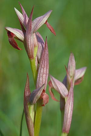 Serapias parviflora \ Kleinblütiger Zungenständel, Sizilien,  Ferla 26.4.1998 