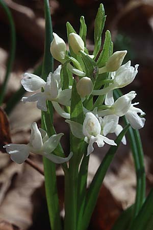 Dactylorhiza romana \ Römische Fingerwurz, Sizilien,  Ätna 7.4.1998 