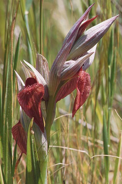 Serapias orientalis subsp. siciliensis \ Sizilianischer Zungenständel / Sicilian Serapias, Sizilien/Sicily,  Niscemi 2.4.1998 