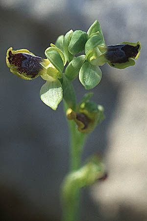 Ophrys sicula \ Kleine Gelbe Ragwurz / Sicilian Bee Orchid, Sizilien/Sicily,  Niscemi 2.4.1998 