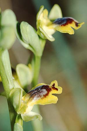 Ophrys sicula \ Kleine Gelbe Ragwurz / Sicilian Bee Orchid, Sizilien/Sicily,  Niscemi 14.3.2002 