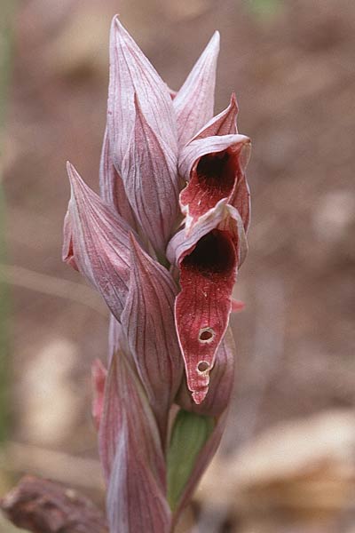 Serapias nurrica \ Nurra-Zungenständel / La Nurra Serapias, Sizilien/Sicily,  Cefalu 1.5.1998 