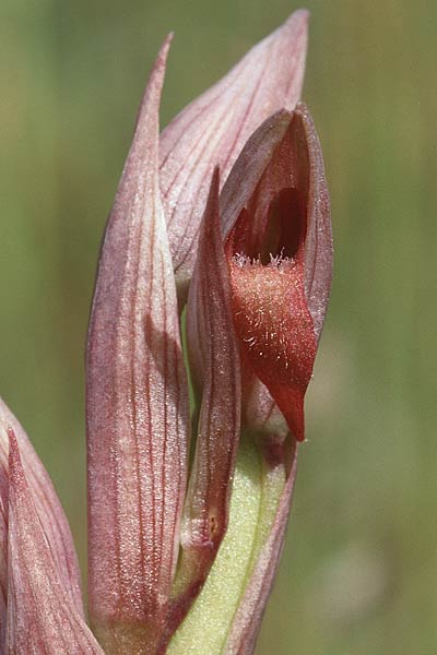 Serapias parviflora \ Kleinblütiger Zungenständel / Small Tongue Orchid, Sizilien/Sicily,  Ferla 27.4.1998 