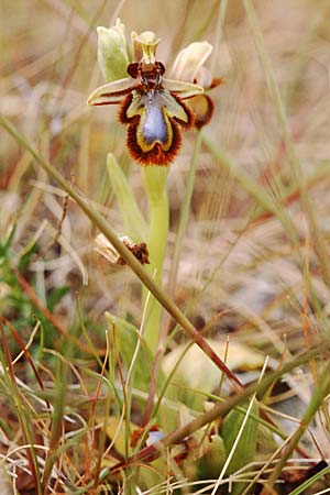 Ophrys speculum \ Spiegel-Ragwurz / Mirror Orchid, Sizilien/Sicily,  Palermo 30.3.1998 
