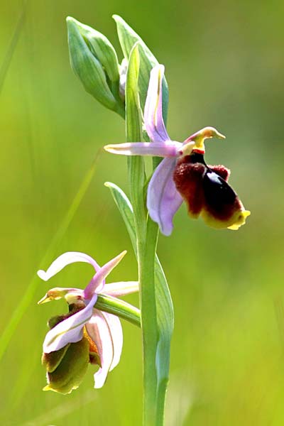 Ophrys lunulata \ Halbmond-Ragwurz / Crescent Ophrys, Sizilien/Sicily,  Prov. Ragusa 11.3.2021 (Photo: Enzo Lanza)