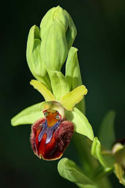 Ophrys sphegodes \ Spinnen-Ragwurz / Early Spider Orchid, Sizilien/Sicily,  Prov. Ragusa 11.3.2021 (Photo: Enzo Lanza)