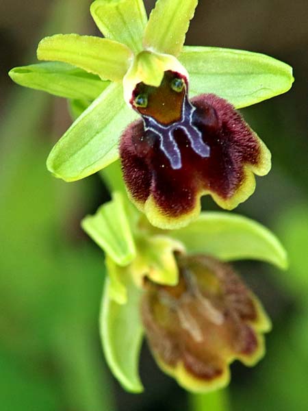Ophrys sphegodes \ Spinnen-Ragwurz / Early Spider Orchid, Sizilien/Sicily,  Prov. Ragusa 11.3.2021 (Photo: Enzo Lanza)