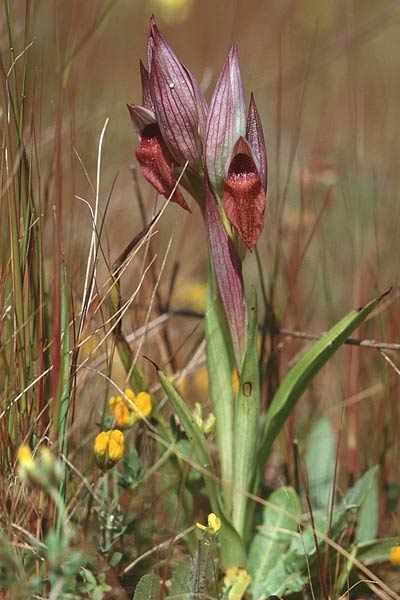 Serapias orientalis subsp. siciliensis \ Sizilianischer Zungenständel, Sizilien,  Niscemi 2.4.1998 