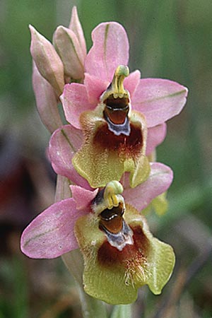 Ophrys grandiflora \ Großblütige Wespen-Ragwurz, Sizilien,  Godrano 30.3.1998 