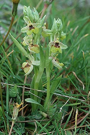 Ophrys grandiflora \ Großblütige Wespen-Ragwurz / Sicilian Sawfly Orchid, Sizilien/Sicily,  Ferla 1.4.1998 