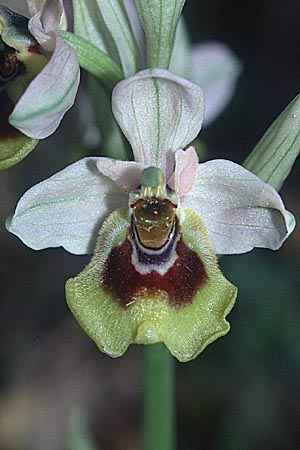 Ophrys grandiflora \ Großblütige Wespen-Ragwurz, Sizilien,  Niscemi 11.3.2002 