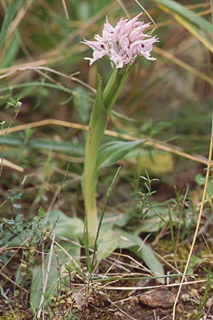 Neotinea tridentata \ Dreizähniges Knabenkraut / Toothed Orchid, Sizilien/Sicily,  Palermo,Monte Catalfano 30.3.1998 