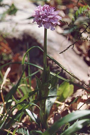 Neotinea tridentata \ Dreizähniges Knabenkraut / Toothed Orchid, Sizilien/Sicily,  Vizzini 4.4.1998 